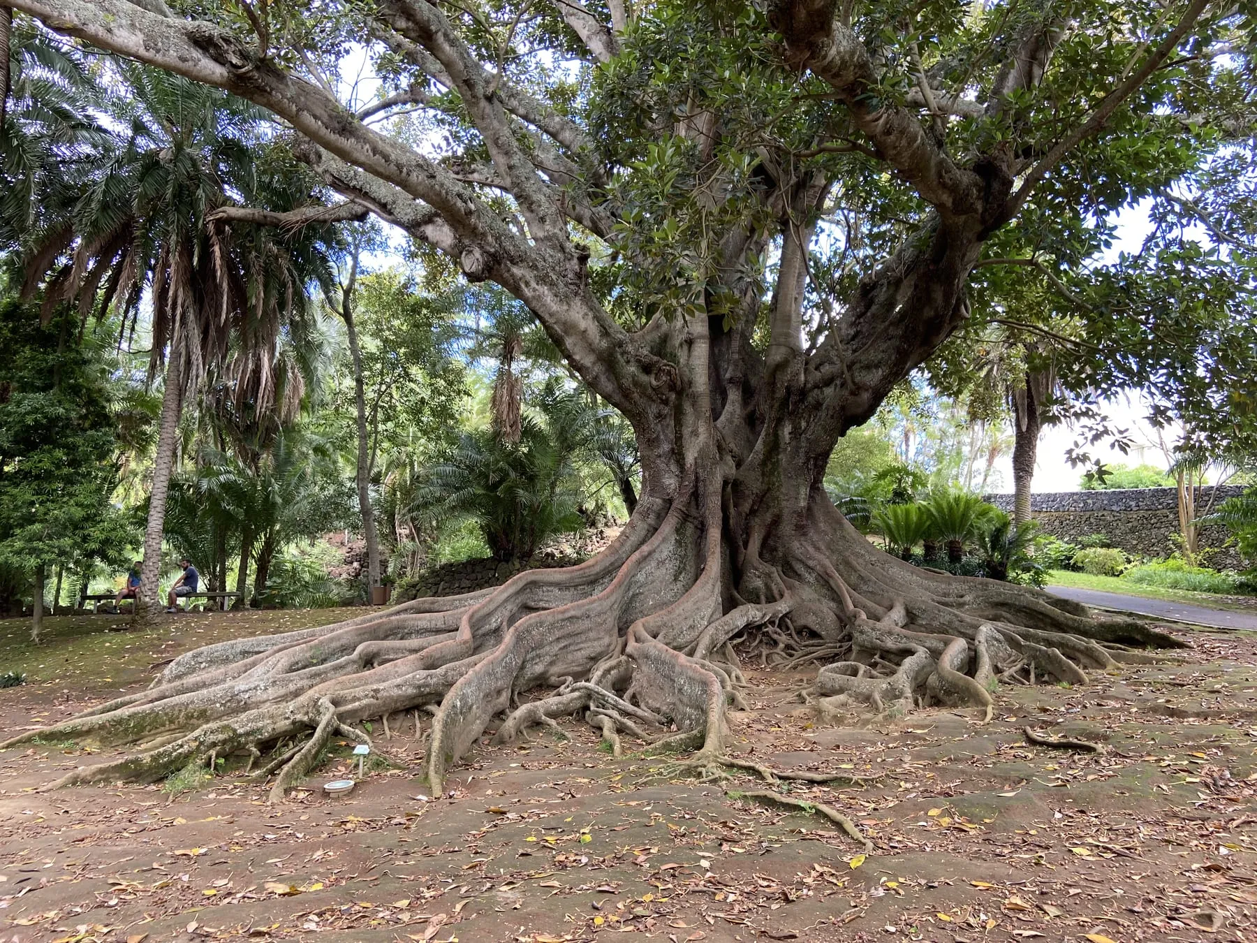 A large spreading tree with wide exposed roots